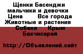 Щенки Басенджи ,мальчики и девочки › Цена ­ 1 - Все города Животные и растения » Собаки   . Крым,Бахчисарай